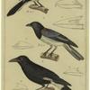 Shrike ; Magpie ; The dark eyed Choucari ; Bird beaks