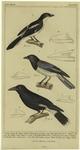 Shrike ; Magpie ; The dark eyed Choucari ; Bird beaks