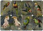 Various birds on attached cards