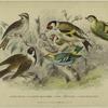Redpole; Goldfinches; Siskin; Bunting; Golden-crested wren