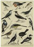 Various examples of birds