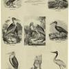 Sacred ibis ; Bill of marabou ; Sacred ibis ; Adjutant ; Adjutant ; Glossy ibis ; Marabou ; Stomach of adjutant ; Jabiru