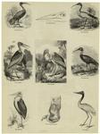 Sacred ibis ; Bill of marabou ; Sacred ibis ; Adjutant ; Adjutant ; Glossy ibis ; Marabou ; Stomach of adjutant ; Jabiru