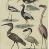 Wassersäbler (Recurvirostra) ; Lyv. (Hacematopus) ; Ibis ; Trompetervogel (Psophia) ; Hohlschnabel (Caneroma) ; Flamingo (Phoenicopterus)