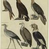 Gabelweih (Milous) ; Adler (Aquila) ; Bartgeyer (Gypaetos) ; Schlangenadler (Gypegeranus) ; Geyer (Vultur) ; Cuntur (Cathartes)
