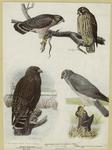 Broad-winged hawk ; Rough-legged hawk ; Marsh hawk