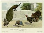 Peacock, turkey & guinea-fowl