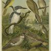 Crested flycatcher ; Belted kingfisher ; Nighthawk ; Yellow-billed cuckoo ; Wood pewee ; Acadian flycatcher ; Whip-poor-will