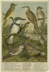 Crested flycatcher ; Belted kingfisher ; Nighthawk ; Yellow-billed cuckoo ; Wood pewee ; Acadian flycatcher ; Whip-poor-will
