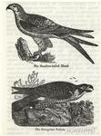 The swallow-tailed hawk ; The peregrine falcon