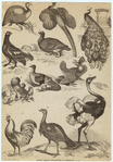 Natural history