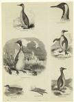 Penguins and petrel