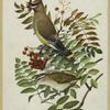 Cedar waxwing and red-eyed vireo