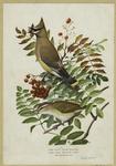 Cedar waxwing and red-eyed vireo