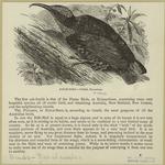 Rifle-bird -- Ptilóris paradíseus