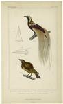 Paradisaea apoda (great bird of paradise) also called the emerald bird of paradise ; Paradisea aurea (golden-breasted bird of paradise)