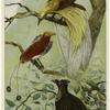 Papuan bird of paradise; King bird of paradise; Six-shafted bird of paradise