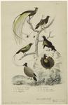 L'oiseau de paradis; Le manucode royale; Le magnifique; Le superbe; Le six filets male; Le six filets femelle