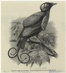 Wilson's bird of pardise