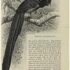 Gorget bird of paradise (2/5 nat. size)