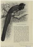 Gorget bird of paradise (2/5 nat. size)