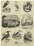 Heron ; Heron ; Night-heron ; Heronry on the river Findhorn, Morayshire ; Bittern ; Tufted umber ; Night-herons ; Bill of tufted umber ; Bittern