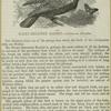 Hairy-breasted barbet -- Laimodon hirsútus