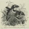 Goldbartvogel, Xantholaema haematocephala P. L. S. Müll, 3/5 natürlicher Größe