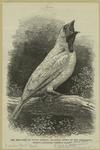 The bell-bird of South America, recently added to the zoological society's collection, Regent's Park