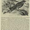 Hedge-sparrow and alpine accentor (1/2 nat. size)