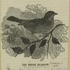 The hedge sparrow