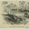 African beef-eater -- Buphaga erythrorhyncha