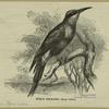 Nubian bee-eater -- Merops nubicus