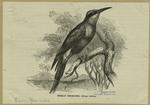 Nubian bee-eater -- Merops nubicus