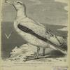 Albatros oder Kapschaf (Diomedea exulans)