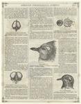 Golden-winged woodpecker ; Pigeon hawk (Falco columbarius) ; Night hawk ; Turtle dove ; Blue jay