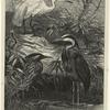 Egret -- Ardea egretta ; Heron -- Ardea cinérea ; Bittern -- Botaurus stelláris