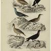 Le pélican ; Le cormoran ; Le Pierre-garin ; L'oiseau du tropique ; Le fou commun ; La frégate
