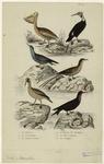 Le pélican ; Le cormoran ; Le Pierre-garin ; L'oiseau du tropique ; Le fou commun ; La frégate