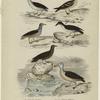 Le pétrel cendré ; Le pétrel damier ; Le pétrel puffin ; Le pétrel fulmar ; L'oiseau des tempétes ; L'albatros