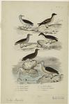 Le pétrel cendré ; Le pétrel damier ; Le pétrel puffin ; Le pétrel fulmar ; L'oiseau des tempétes ; L'albatros