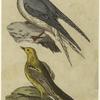 Tern ; Yellow- wagtail