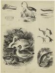 Skull of duck ; Royal swan mark ; Flamingoes and nest ; Upper mandible of shoveller, lower jaw of duck ; Feet of water-birds ; Group of water-fowl ; Oraithorhynchus