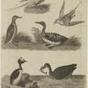 Various examples of aquatic birds