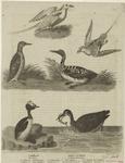 Various examples of aquatic birds