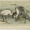 Roseate spoonbill ; Qua-bird or skuala -- night heron ; Louisiana egret -- Louisiana heron ; Yellow-crowned night heron