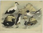Eider duck ; Laughing gull ; Razor-billed auk -- tinker ; Velvet duck -- white-winged coot ; Harlequin duck