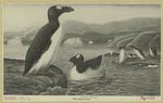The great auk
