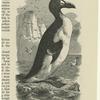 Great auk -- Alca impennis