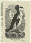 Great auk -- Alca impennis